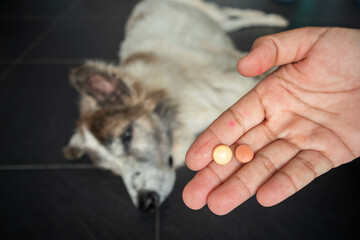 The sick dog receiving a medifaction in a pill