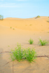 Green flowering bushes grow on the dunes of the Kyzylkum desert in Kazakhstan.