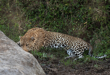 Obraz na płótnie Canvas A huge male leopard resting near a rock outcrop at Masai Mara, Kenya