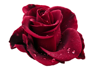 Big dark red rose with water drops and isolated background, png