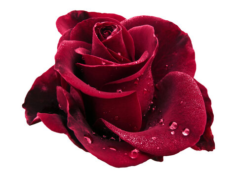 Big dark red rose with water drops and isolated background, png