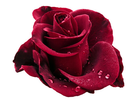Big dark red rose with water drops isolated background