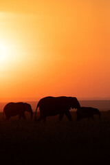 Naklejka na ściany i meble Silhouette of African elephant with calf during sunset, Masai Mara, Kenya