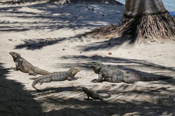 Iguanas
