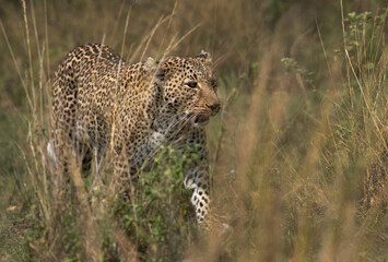 A leopard walking in the mid of grasses of Masai Mara, Kenya