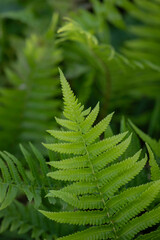 Green fern leaves on blurred background