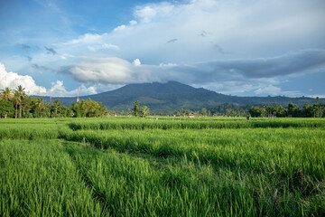 Fototapeta premium Green rice fields with mountains in the background, Aceh Province, Indonesia