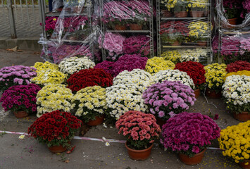 Stand with flowers and grave candle lanterns for sale, next to cemetery, during All Saints' Day in Poland.
