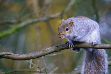Curious Squirrel with greyish body and some black, white or brown fur and a whitish belly staring at the camera.