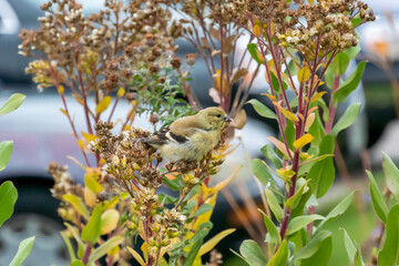 Immature Goldfinch Feeding In The Native Plant Garden
