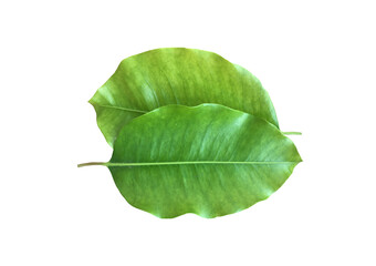 Obraz premium Isolated front surface leaf of mimusops elengi, spanish cherry, medlar or bullet wood on white background, clipping paths.