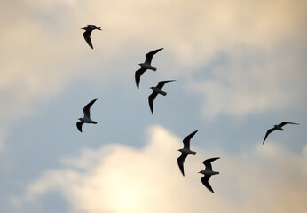Black-headed gulls in flying at asker coast, Bahrain