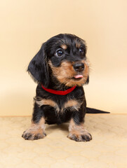 small wire-haired dachshund puppy on a light background. Portrait of dog.
