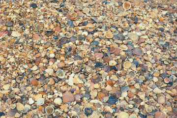 Background in the form of small seashells on the shore. Copy space.