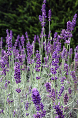 Bed of English Lavender, Yorkshire England
