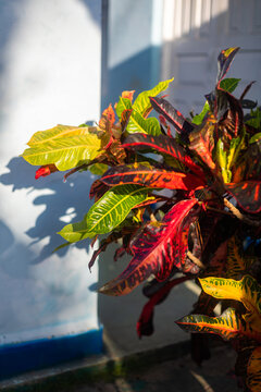 Red croton potted plant in sunlight