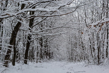 Frosty branches and trunk of the hornbeam trees in snowy forest