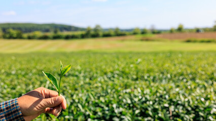 farmer shows fresh green tea leavs in her hand and tea plantation background, at chiang mai north...