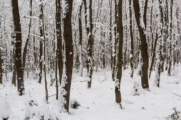 White snow on tree branches in hornbeam forest
