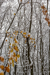 Dry leaves on branches of hornbeam during winter snowfall