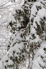 Spruce branch with small green needles under fluffy fresh white snow close-up. blurry winter forest in the background