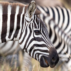 Closeup portrait of a plains zebra, equus quagga, side profile, with other zebras in the background. Masai Mara, Kenya