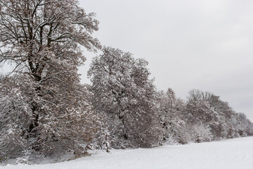 Snow in the winter forest. Winter snow landscape