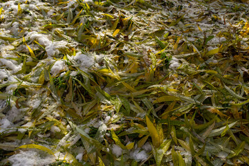 Leaves on the snow, yellow leaves on the snow