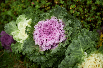Decorative cabbage on a flower bed close-up. 