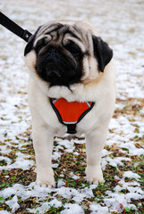 Pug