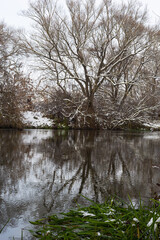 winter river, trees in the snow, view of the snow-covered forest