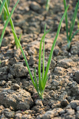 Onions planted. Green onions rise in two weeks.