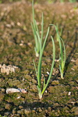Onions planted. Green onions rise in two weeks.