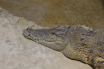 Close up big head crocodile is danger animal wildlife