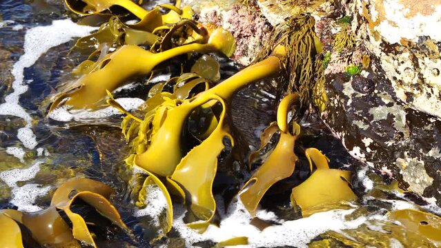 Bull kelp seaweed growing on rocks. Edible sea weed ready to harvest in the ocean on australia