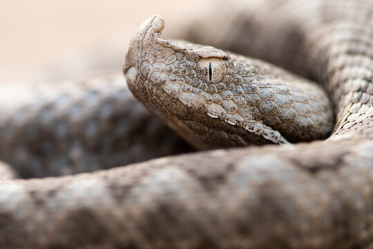 Close-up of snouted viper