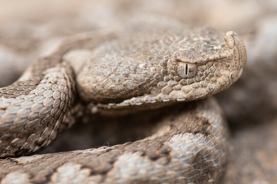 Close-up of snouted viper