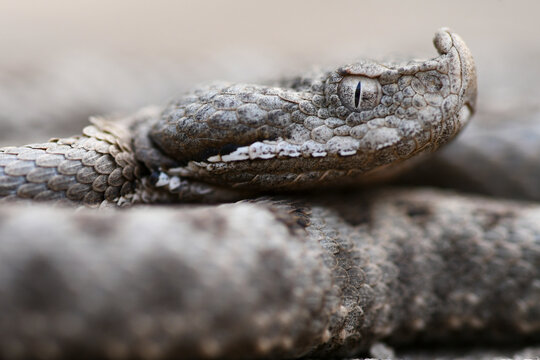 Close-up of snouted viper
