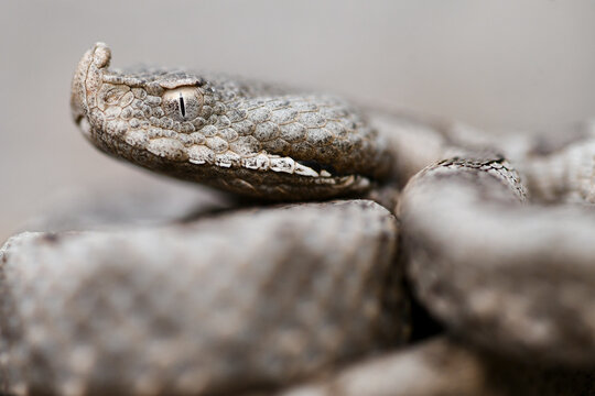 Close-up of snouted viper