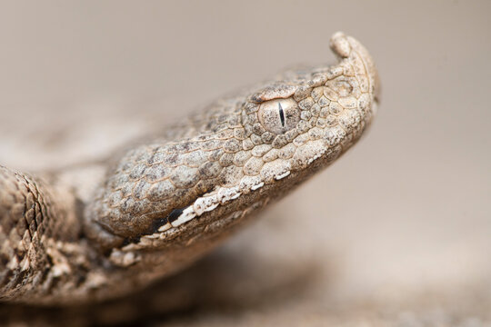 Close-up of snouted viper