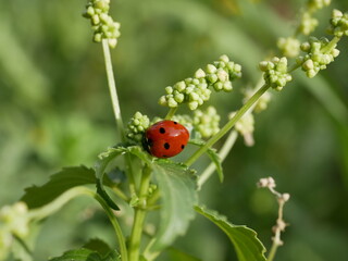 Naklejka premium A small red ladybug with black spots crawls on the green grass on a sunny summer day. An insect's journey in a natural environment. A round beetle in a meadow.
