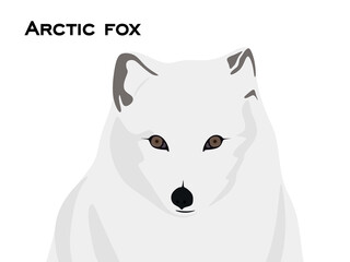 Arctic fox head in flat style. Arctic fox illustration isolated on white background. Animal vector illustration