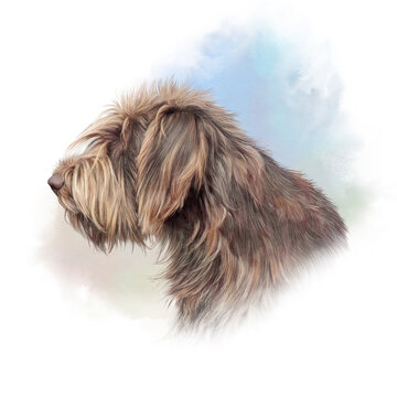 Portrait of Irish wolfhound dog on watercolor background. Close up. Korthals Griffon. Animal art collection: Dogs. Hand Painted Illustration of Pet. Good for print on t shirt, pillow