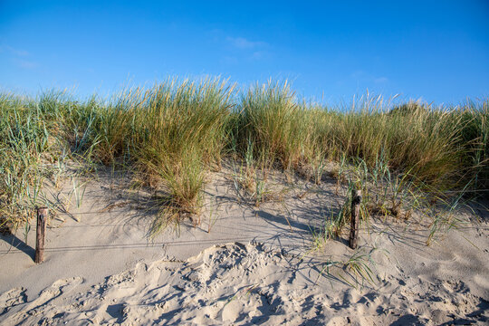 Bewachsene D&uuml;ne an der Nordseek&uuml;ste (Niederlande)