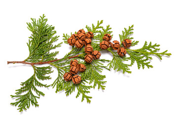 Lawson's cypress branch