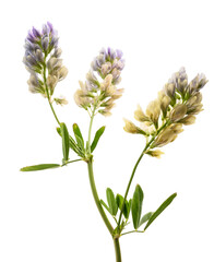 Medicago Sativa plant