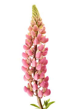 Pink lupin flower