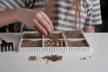 Planting micro-green seeds on the mat. Eco-friendly growing of greenery at home