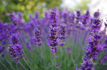 lavender field in region