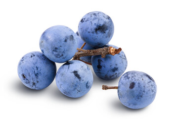 Fresh blackthorn berries with twig, prunus spinosa isolated on white background with full depth of field